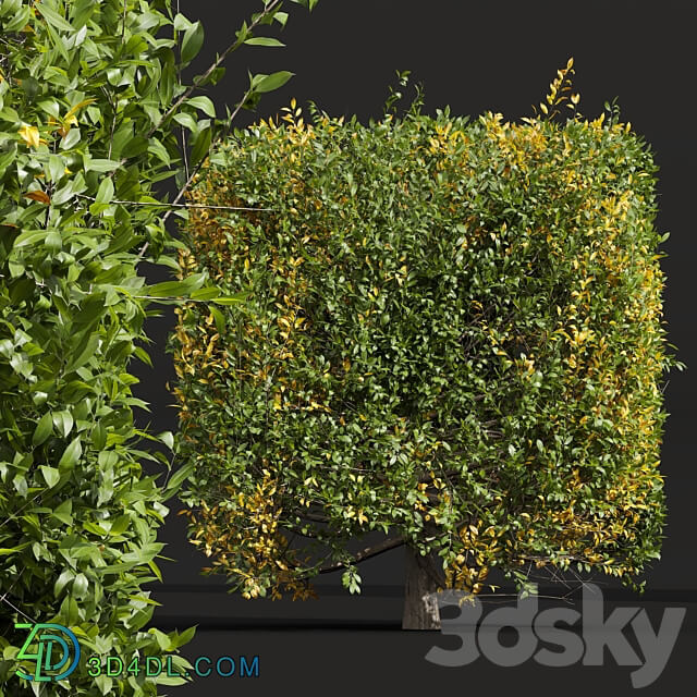 New Plant Ligustrum Quihoui Privet Pruned Box 3D Models