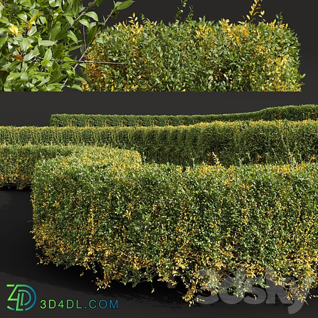 New Plant Ligustrum Quihoui Privet Pruned Box 3D Models