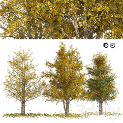 Fall Water birch Trees 3D Models 