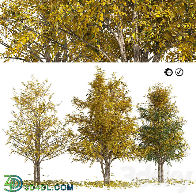 Fall Water birch Trees 3D Models