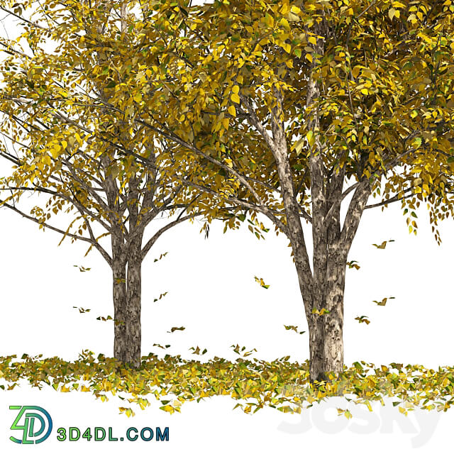 Fall Water birch Trees 3D Models