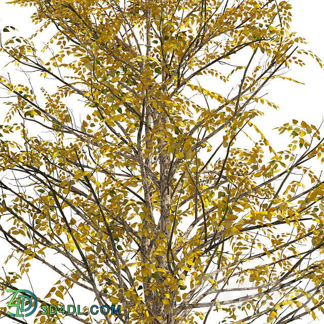 Fall Water birch Trees 3D Models