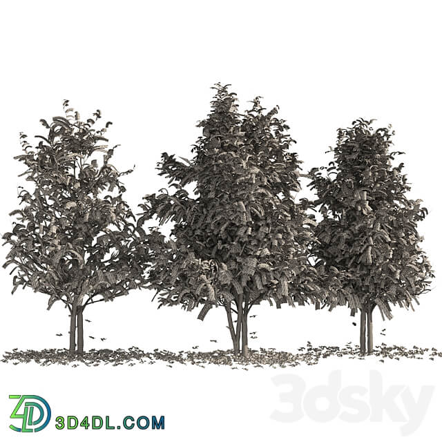 Fall Water birch Trees 3D Models