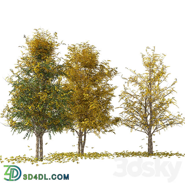 Fall Water birch Trees 3D Models