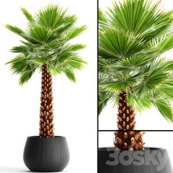 Fan palm Yalta outdoor decorative pot flowerpot interior 3D Models 