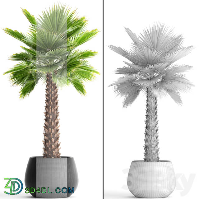 Fan palm Yalta outdoor decorative pot flowerpot interior 3D Models