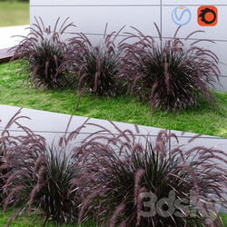 Ornamental grass Fountaingrass purple dark Grass 3D Models 