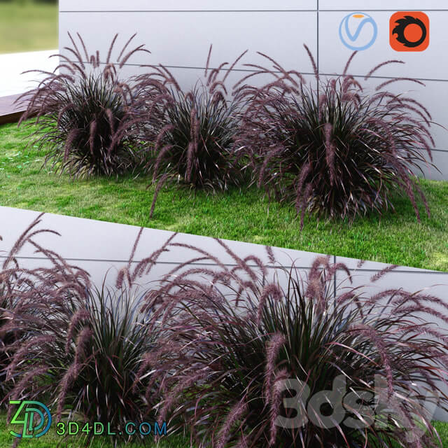 Ornamental grass Fountaingrass purple dark Grass 3D Models