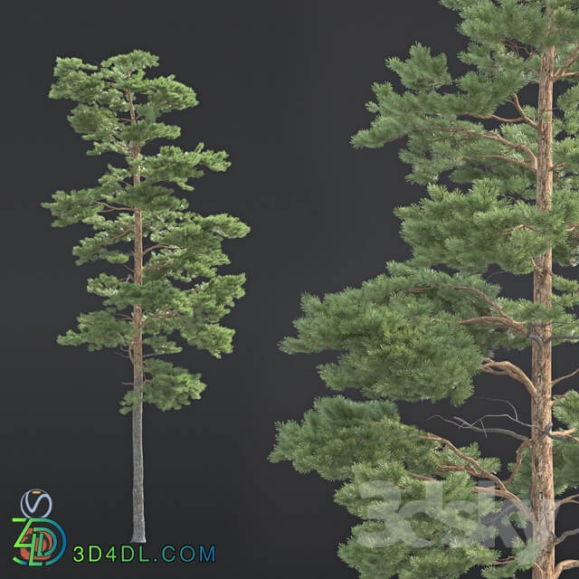 Pine 3D Models