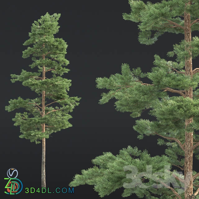 Pine 3D Models