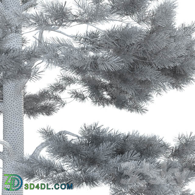 Pine 3D Models