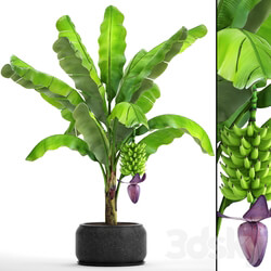 Japanese banana 2. Banana palm tree with fruits pot flowerpot bush outdoor decorative exotic fruit flower 3D Models 