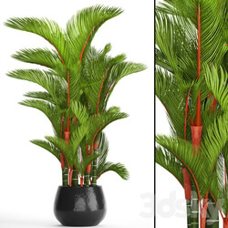 Cyrtostachys renda. Cyrtostakhis dipsis palm tree pot flowerpot interior exotic outdoor 3D Models 