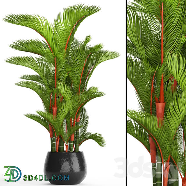 Cyrtostachys renda. Cyrtostakhis dipsis palm tree pot flowerpot interior exotic outdoor 3D Models