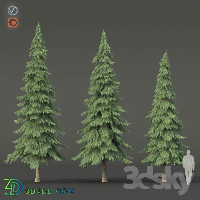 Spruce 3D Models