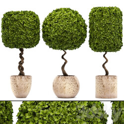 Collection of plants. garden trees landscaping flowerpot pot boxwood topiary topiary 3D Models 