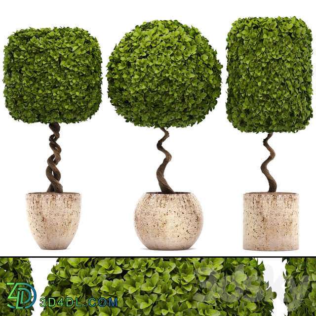 Collection of plants. garden trees landscaping flowerpot pot boxwood topiary topiary 3D Models
