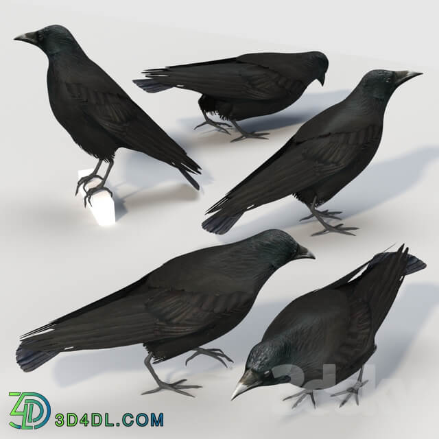 Carrion Crow bird 