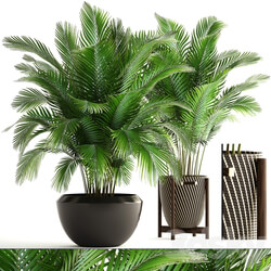 Collection of plants 164. Areca Palm kentia hoveya areca pot bush basket flowerpot interior Howea 3D Models 