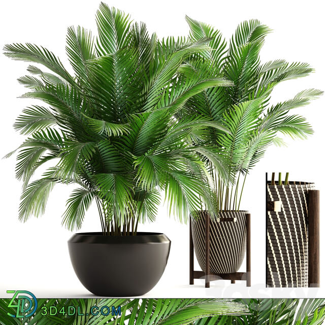 Collection of plants 164. Areca Palm kentia hoveya areca pot bush basket flowerpot interior Howea 3D Models