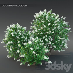 Ligustrum flowering 2 3D Models 
