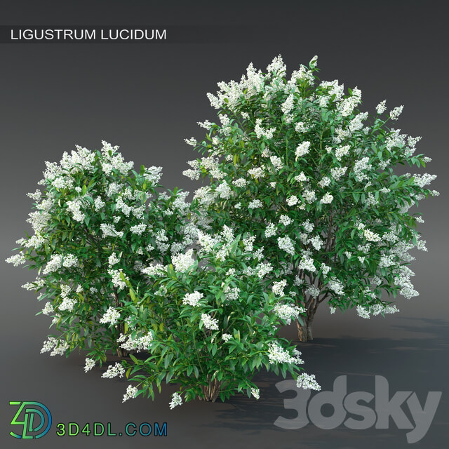 Ligustrum flowering 2 3D Models