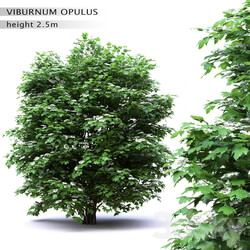 Viburnum flowering 3D Models 