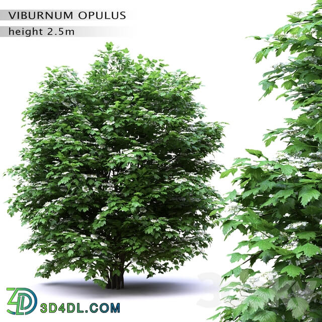 Viburnum flowering 3D Models