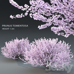 Prunus tomentosa cherry 3D Models 