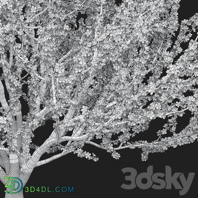 Prunus tomentosa cherry 3D Models
