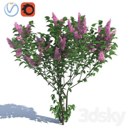 Lilac 3 lilac bushes 3D Models 