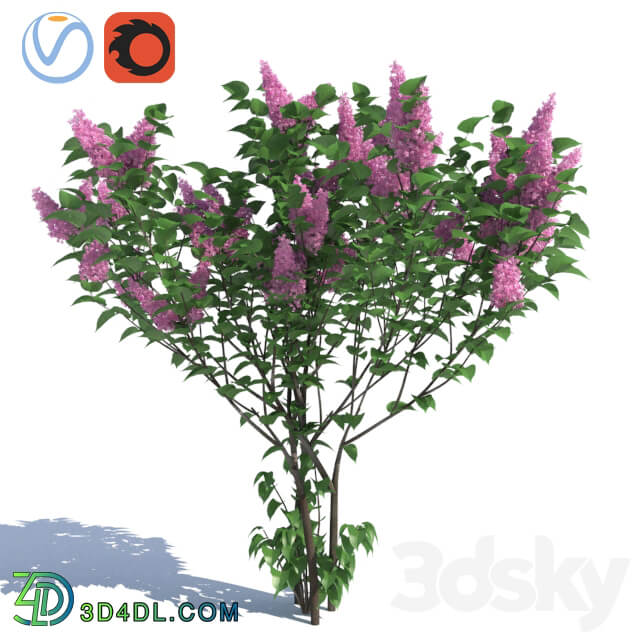 Lilac 3 lilac bushes 3D Models