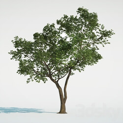Tree Common 01 1 of 3 3D Models 