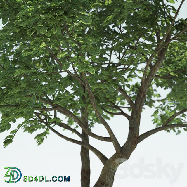 Tree Common 01 1 of 3 3D Models
