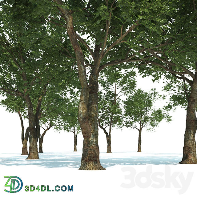 Tree Common 01 1 of 3 3D Models