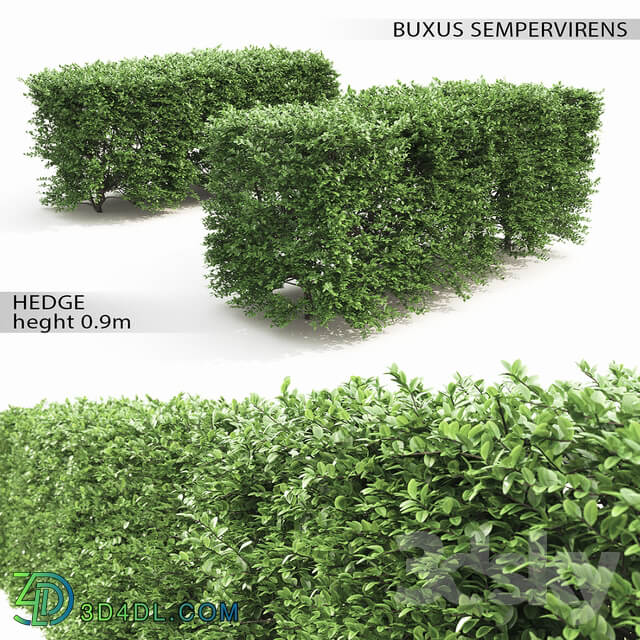 Buxus hedge 3D Models