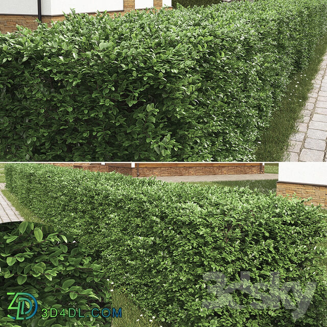 Buxus hedge 3D Models