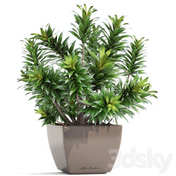 Dracaena 4. Dracaena Reflexa bush pot flower flowerpot interior decorative 3D Models 