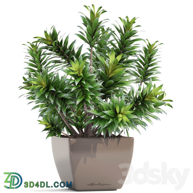 Dracaena 4. Dracaena Reflexa bush pot flower flowerpot interior decorative 3D Models