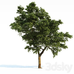 Tree Common 03 3 of 3 3D Models 