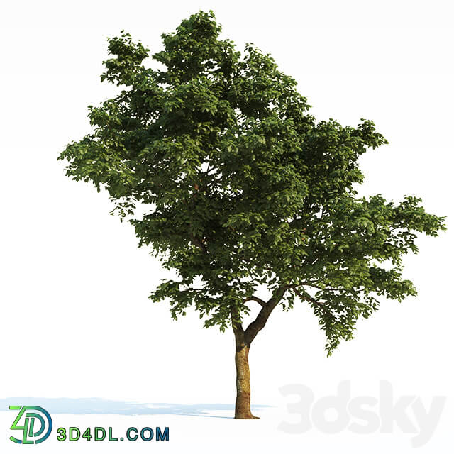 Tree Common 03 3 of 3 3D Models