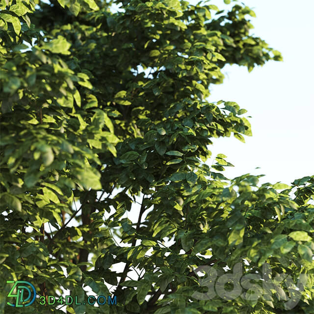 Tree Common 03 3 of 3 3D Models