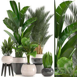 Collection of plants. strelitzia banana palm tree hovea alocasia interior plants scandinavian style pot flowerpot luxury decor strelitzia 3D Models 