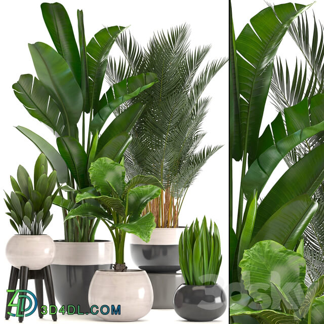 Collection of plants. strelitzia banana palm tree hovea alocasia interior plants scandinavian style pot flowerpot luxury decor strelitzia 3D Models