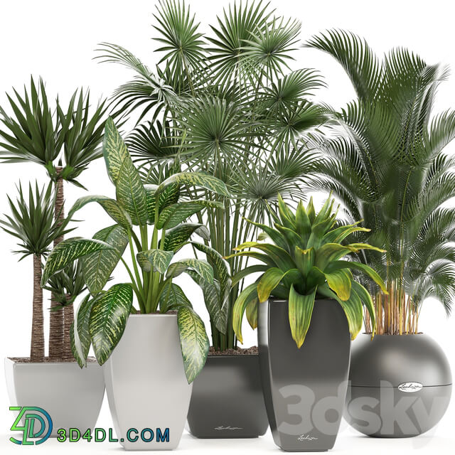Collection of plants. Fan palm Hovea Bromeliad Yucca Dieffenbachia indoor plants office plants 3D Models