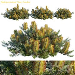 Banksia spinulosa Cherry candles 