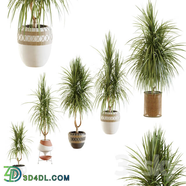 Collection of plants. Dracaena v2