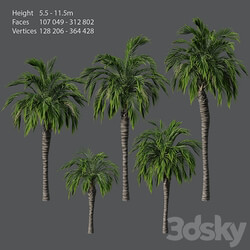 Set of palm trees 
