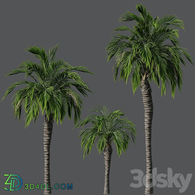 Set of palm trees