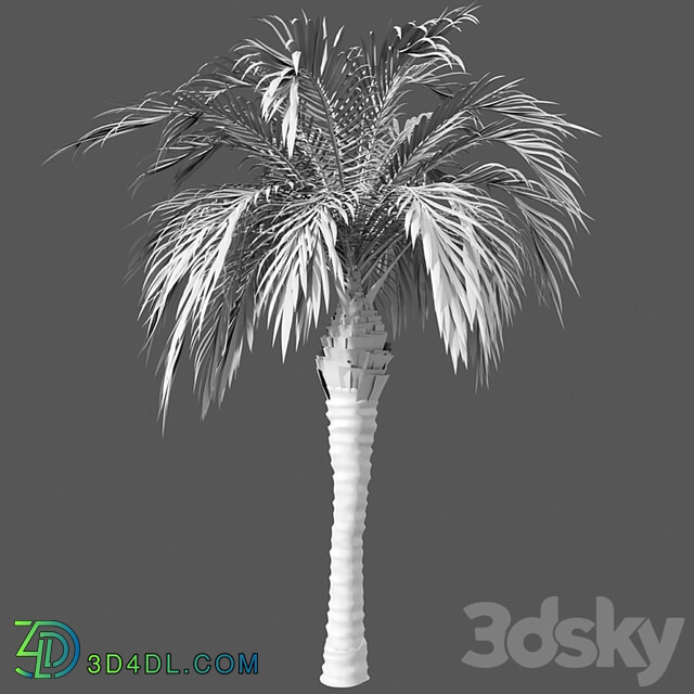 Set of palm trees